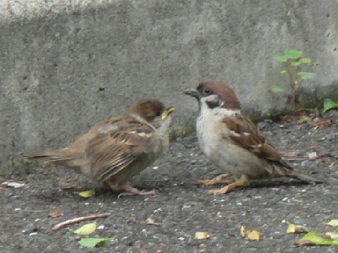 ② スズメ　親子　八幡市　男山　2006/05/20　Photo by Takase
