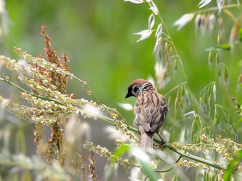 スズメ　桂川右岸　京都市伏見区　2016/05/02　Photo by Kohyuh