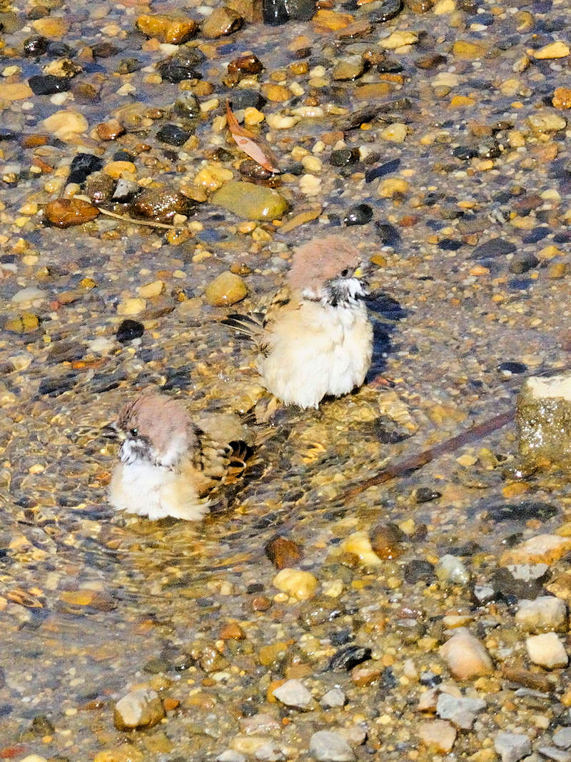 スズメ　若鳥　水浴び　淀川左岸　枚方市2017/09/30　Photo by Kohyuh