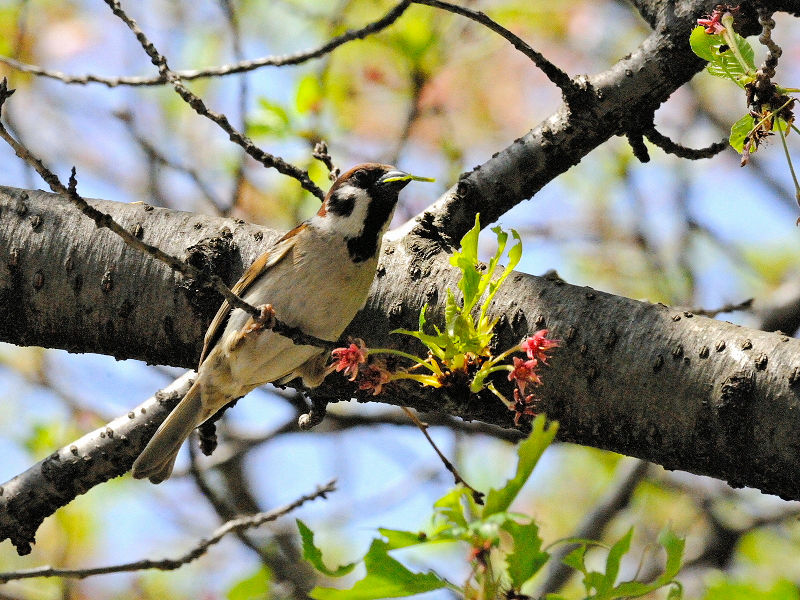 スズメ （３態-2）　あらかし公園　男山　八幡市　2015/04/18　Photo by Kohyuh