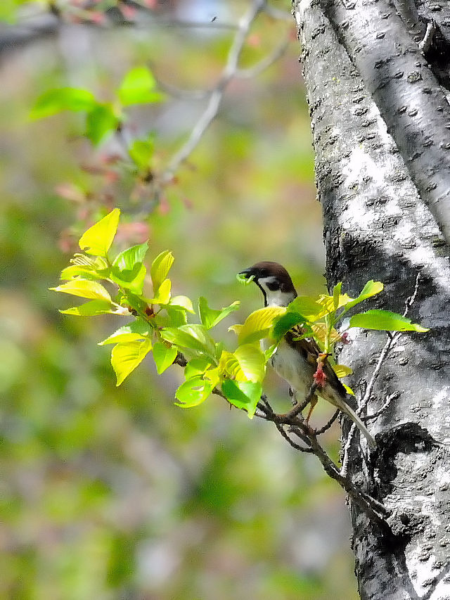 スズメ （３態-2）　川北公園　八幡市　2016/04/15　Photo by Kohyuh