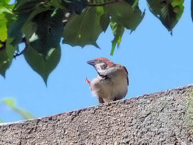 スズメ （３態-2）　背割堤　八幡市　2017/05/18　Photo by Kohyuh