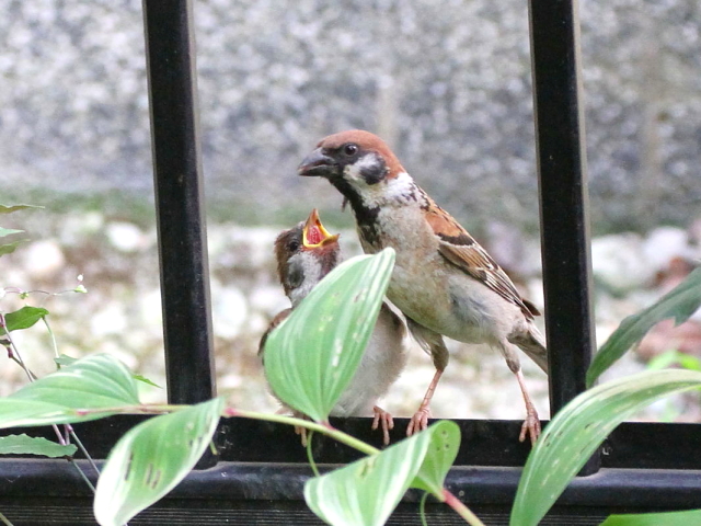 スズメの幼鳥 （３態-2）　八幡市　2014/07/16　Photo by Manda