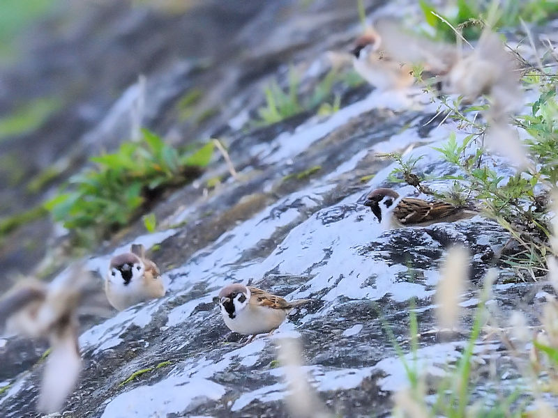 スズメ若鳥（３態-3）　鴨川右岸　京都市　2017/11/01　Photo by Kohyuh