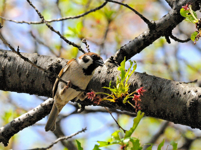 スズメ （３態-3）　あらかし公園　男山　八幡市　2015/04/18　Photo by Kohyuh