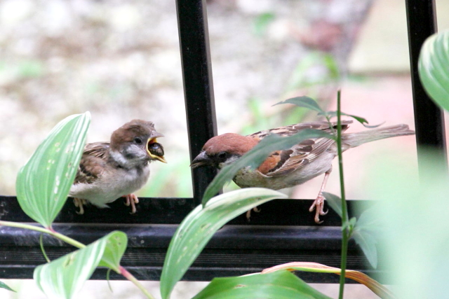 スズメの幼鳥 （３態-3）　八幡市　2014/07/16　Photo by Manda