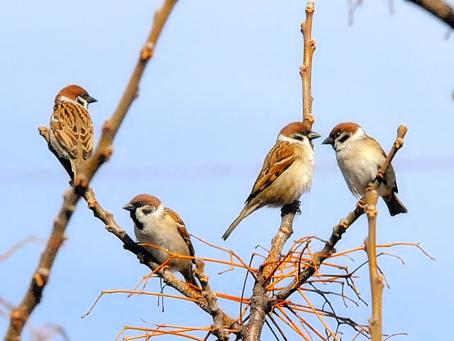 ④ スズメの群れ　淀川左岸　枚方市　2011/02/16　Photo by Kohyuh