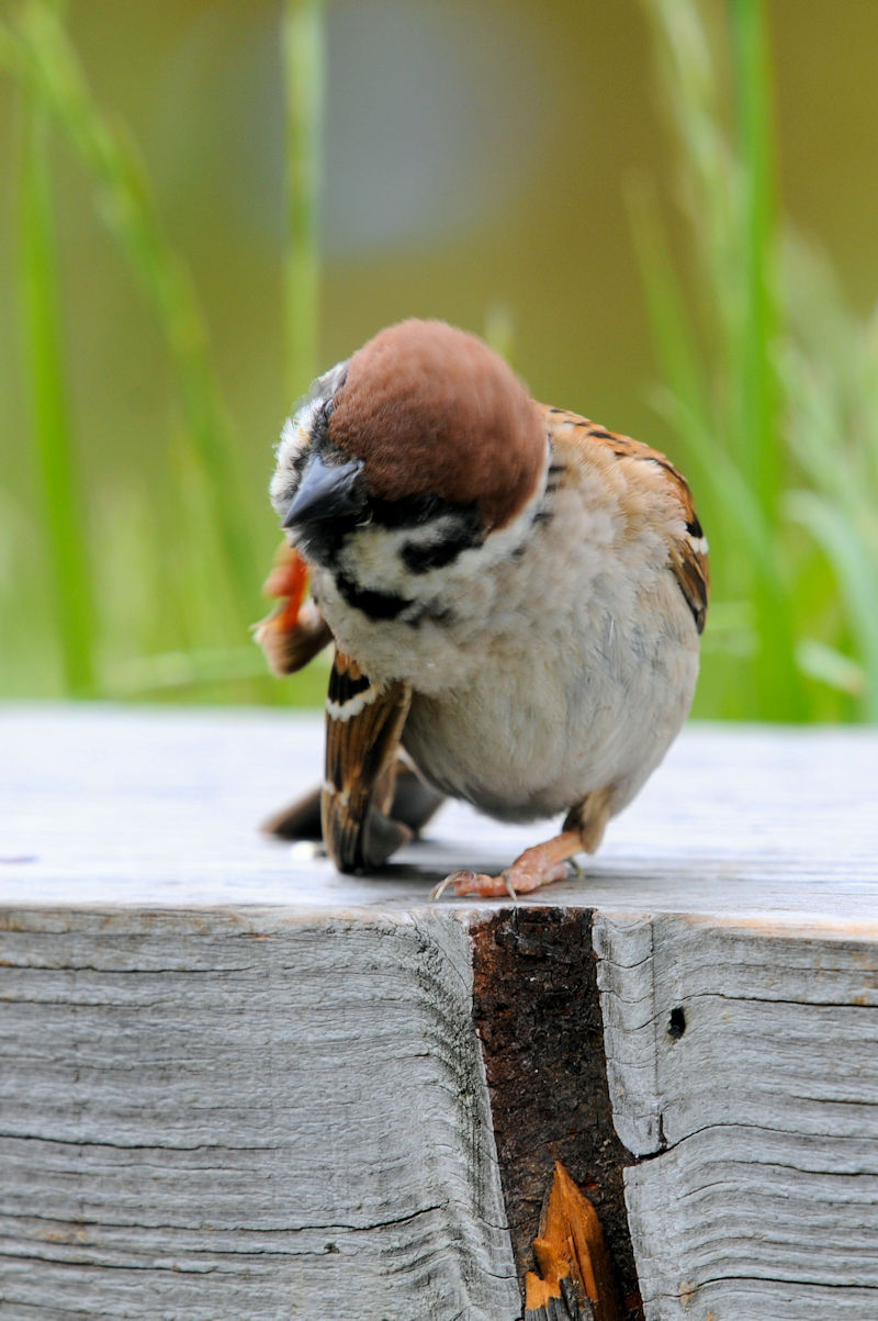 頭搔き　淀川河川敷　枚方市　2020/05/22　Photo by Kohyuh