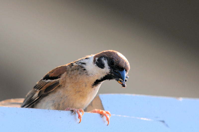 スズメの親子　山田池　枚方市　2021/06/01　Photo by Kohyuh