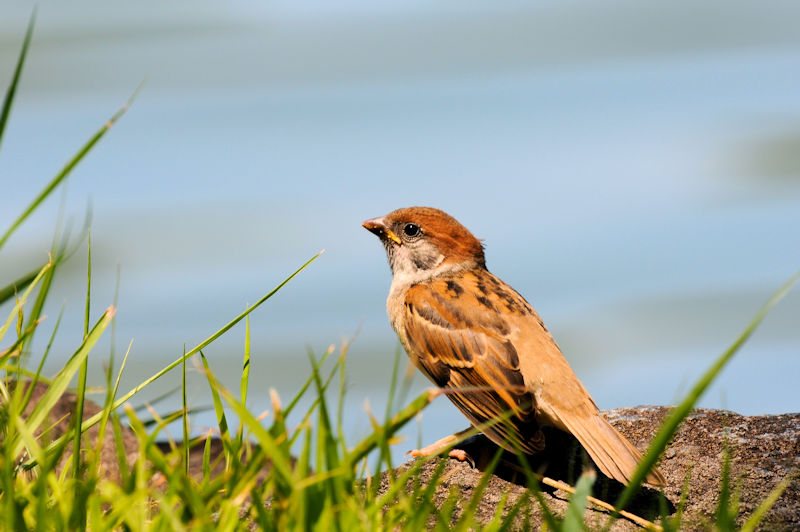 スズメの親子　山田池　枚方市　2021/06/01　Photo by Kohyuh
