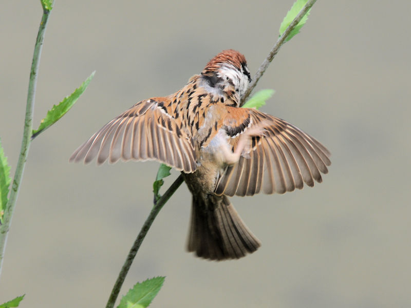 スズメの頭搔き　大谷川　八幡市　2022/04/18　Photo by Kohyuh