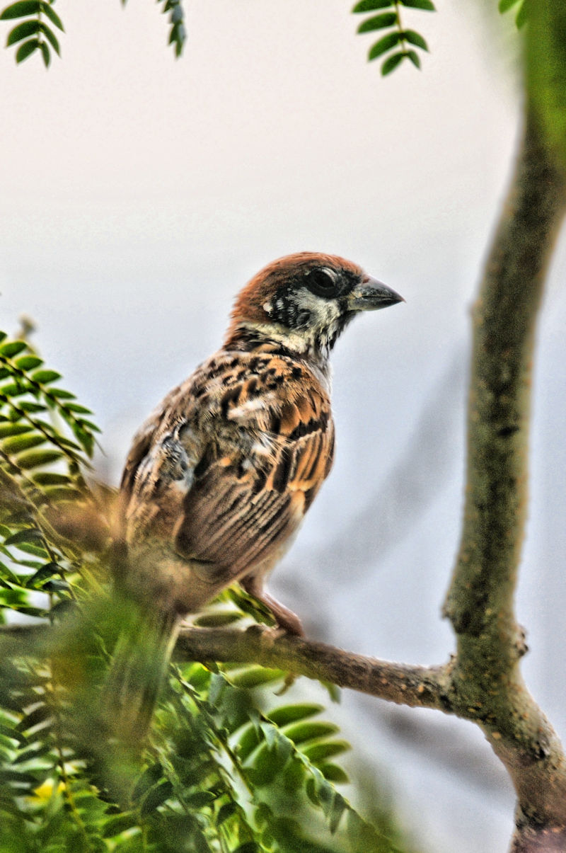 スズメ　大谷川　八幡市　2022/07/29　Photo by Kohyuh