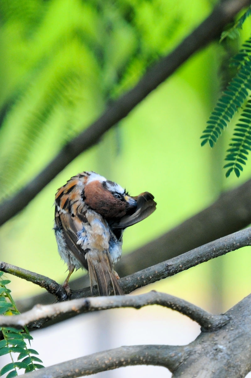 スズメ幼鳥　大谷川　八幡市　2022/08/22　Photo by Kohyuh