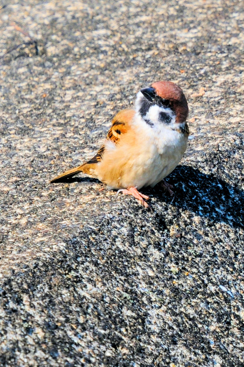 スズメ　大谷川　八幡市　2022/10/22　Photo by Kohyuh