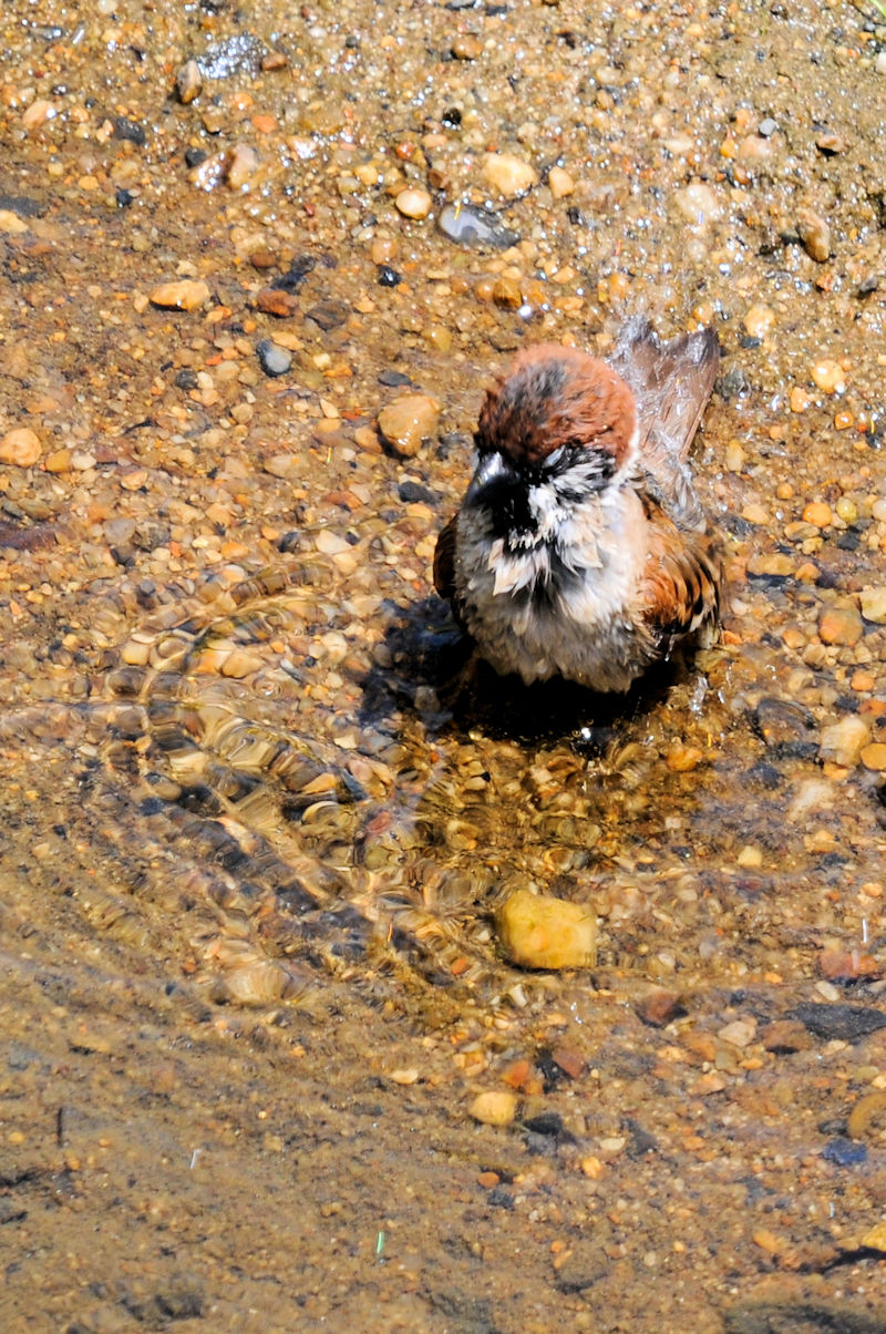 水浴び　大谷川　八幡市　2023/08/02　Photo by Kohyuh