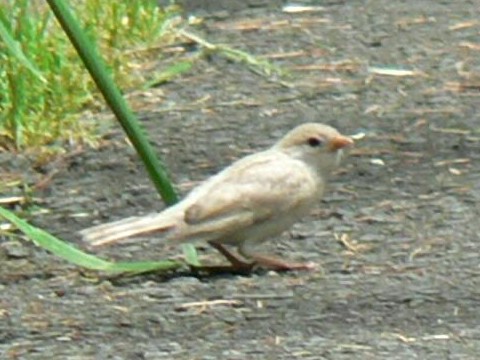 ③ スズメ　幼鳥 （アルビノ）　　八幡市　男山　　2006/05/25　Photo by Takase