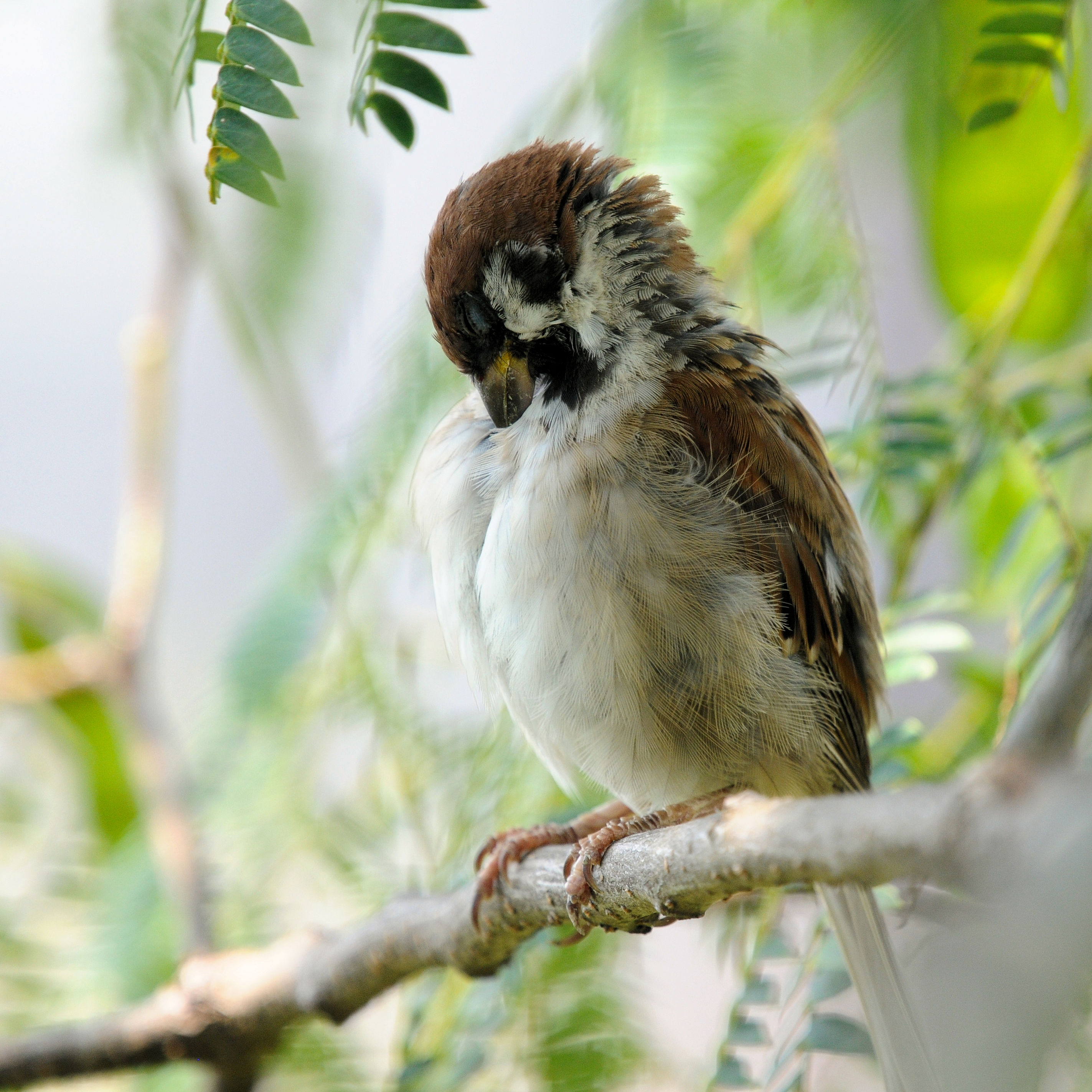 スズメ拡大写真　大谷川　八幡市　2022/08/29　Photo bu Kohyuh