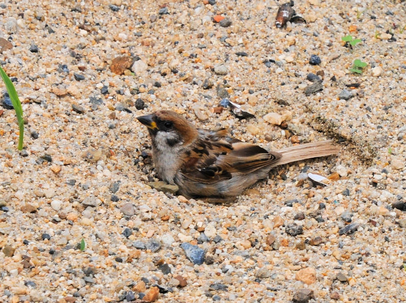 スズメの砂浴び　大谷川　八幡市　2022/08/27　Photo by Kohyuh