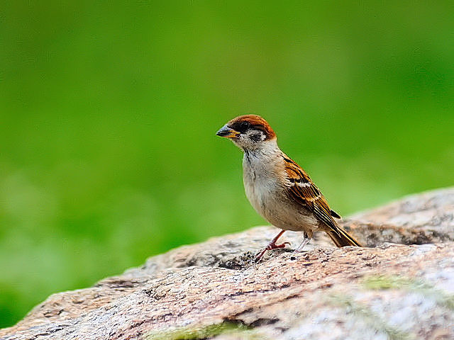 ① スズメ　幼鳥　山田池公園　枚方市　Yamadaike Park　2012/07/02　Photo by Kohyuh