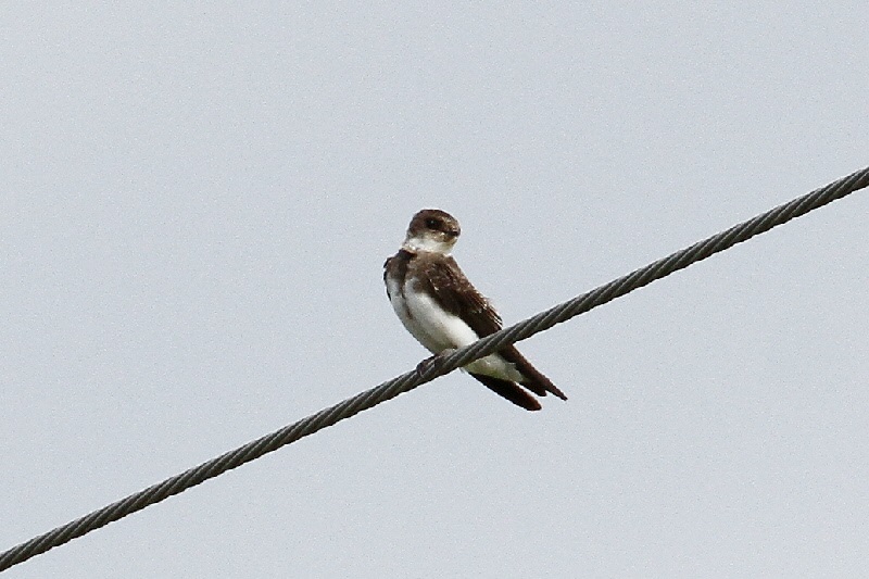 ショウドウツバメ成鳥（６態-2）　 巨椋　京都府 2018/09/22　Photo by Manda （写真提供：　萬田悠二）