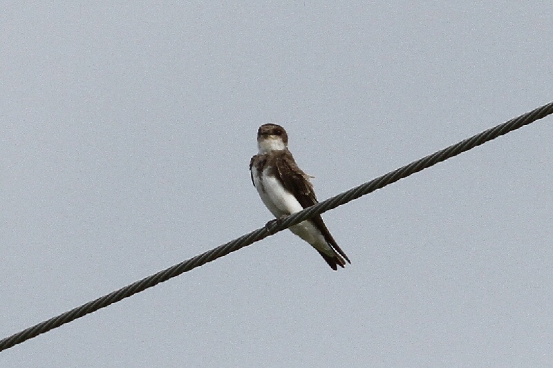 ショウドウツバメ成鳥（６態-3）　 巨椋　京都府 2018/09/22　Photo by Manda （写真提供：　萬田悠二）