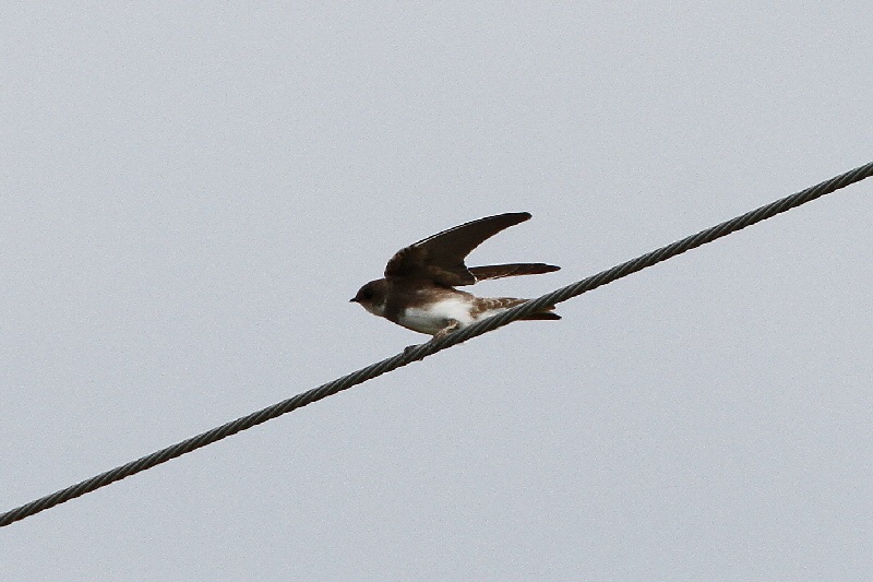 ショウドウツバメ成鳥（６態-4）　 巨椋　京都府 2018/09/22　Photo by Manda （写真提供：　萬田悠二）