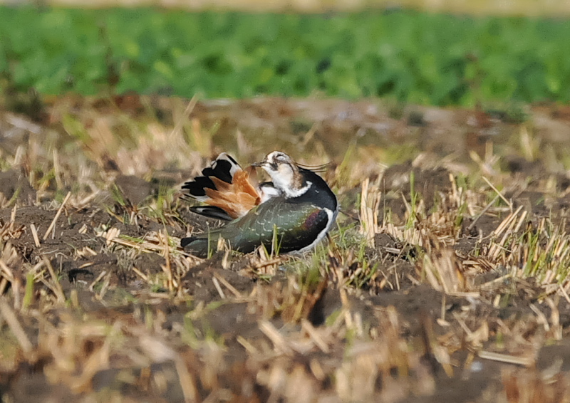 タゲリ（１３態-10）　内里　八幡市　2018/11/26 - 12/10　Photo by Takase　（写真提供：　高瀬）