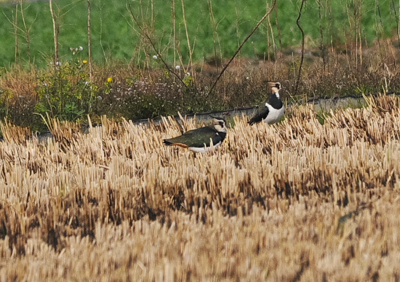 タゲリ（１３態-11）　内里　八幡市　2018/11/26 - 12/10　Photo by Takase　（写真提供：　高瀬）