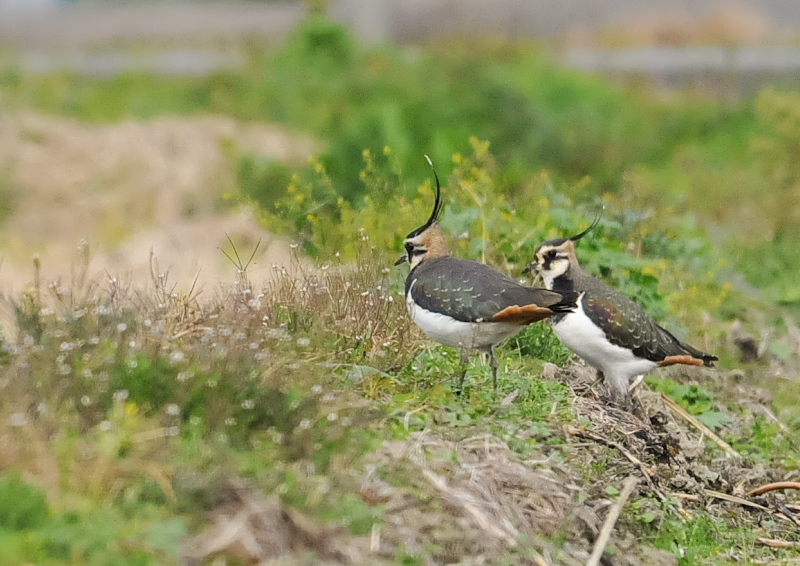 タゲリ（１３態-13）　内里　八幡市　2018/11/26 - 12/10　Photo by Takase　（写真提供：　高瀬）