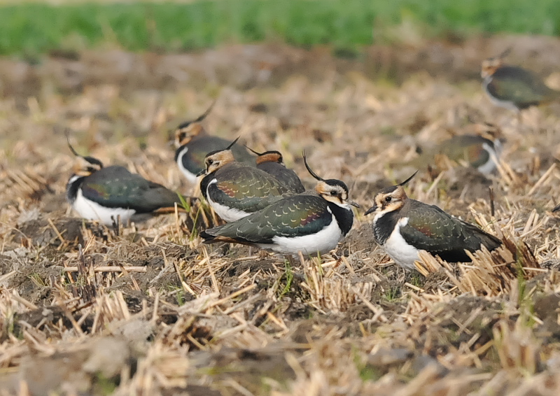タゲリ（１３態-1）　内里　八幡市　2018/11/26 - 12/10　Photo by Takase　（写真提供：　高瀬）