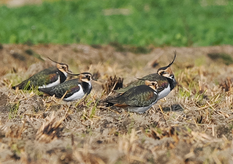 タゲリ（１３態-2）　内里　八幡市　2018/11/26 - 12/10　Photo by Takase　（写真提供：　高瀬）