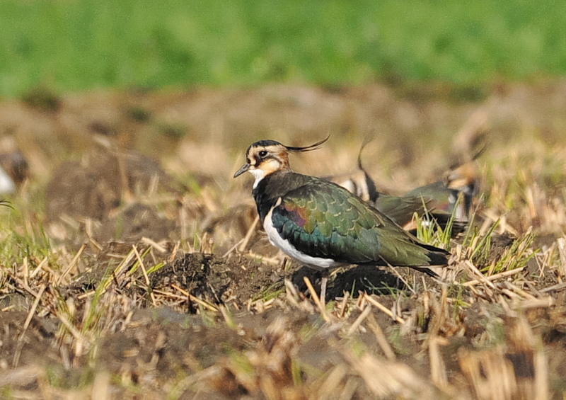 タゲリ（１３態-4）　内里　八幡市　2018/11/26 - 12/10　Photo by Takase　（写真提供：　高瀬）