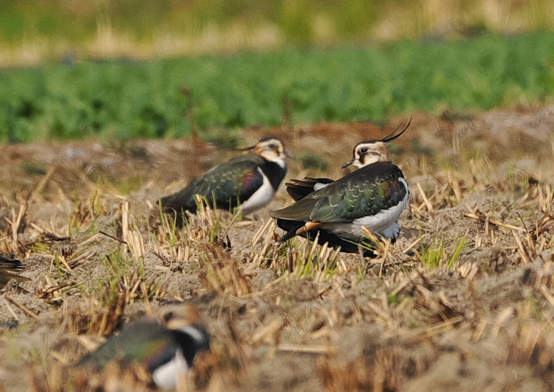 タゲリ（１３態-5）　内里　八幡市　2018/11/26 - 12/10　Photo by Takase　（写真提供：　高瀬）