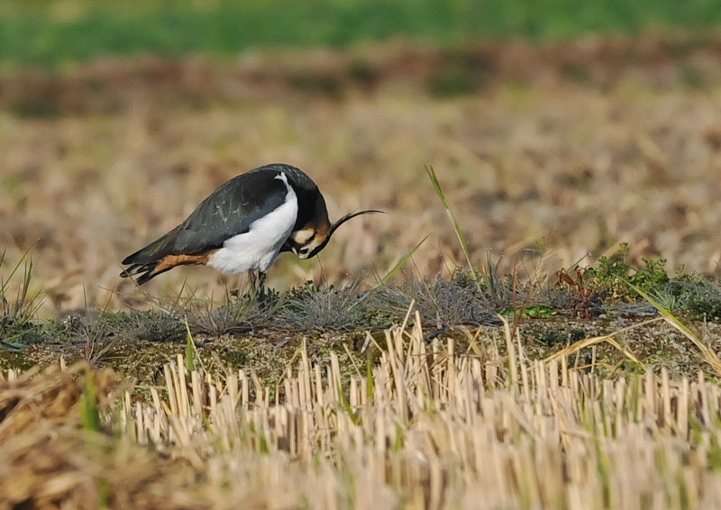 タゲリ（１３態-6）　内里　八幡市　2018/11/26 - 12/10　Photo by Takase　（写真提供：　高瀬）