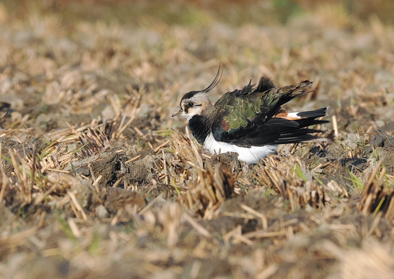 タゲリ（１３態-7）　内里　八幡市　2018/11/26 - 12/10　Photo by Takase　（写真提供：　高瀬）