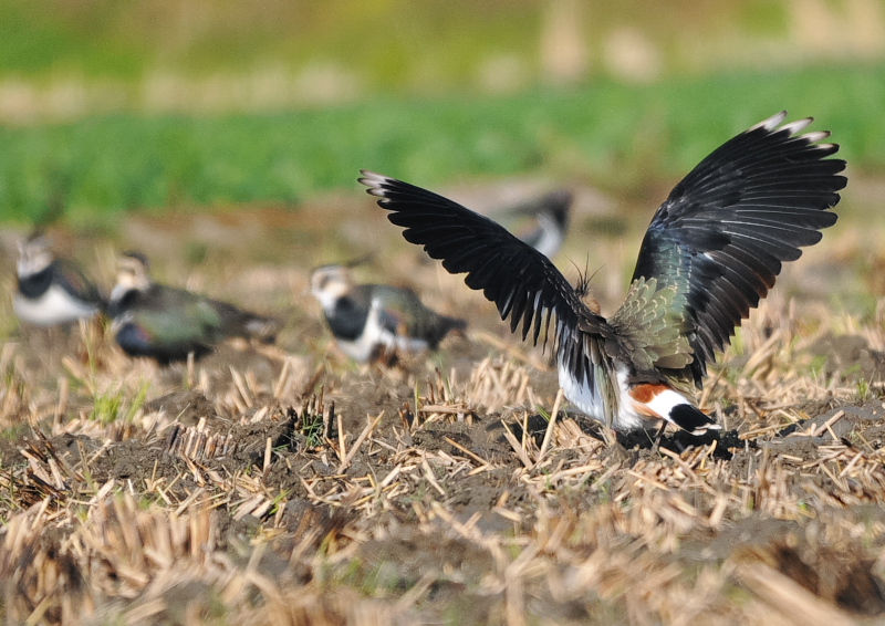 タゲリ（１３態-8）　内里　八幡市　2018/11/26 - 12/10　Photo by Takase　（写真提供：　高瀬）