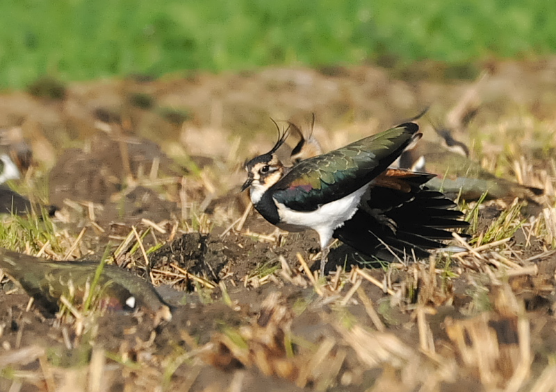タゲリ（１３態-9）　内里　八幡市　2018/11/26 - 12/10　Photo by Takase　（写真提供：　高瀬）