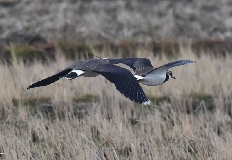 ^Q@iPO-10j@s@@2017/01/11@Photo by Hayashi