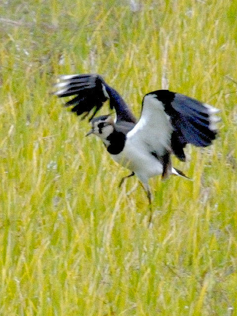 B ^Q@@ᒹ@@@F{@2010/11/16@Photo by Kohyuh