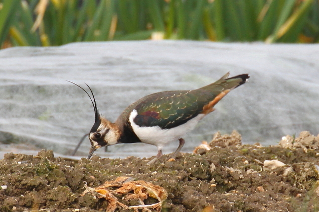 (14) ^Q@s@@2014/02/07@Photo by Manda