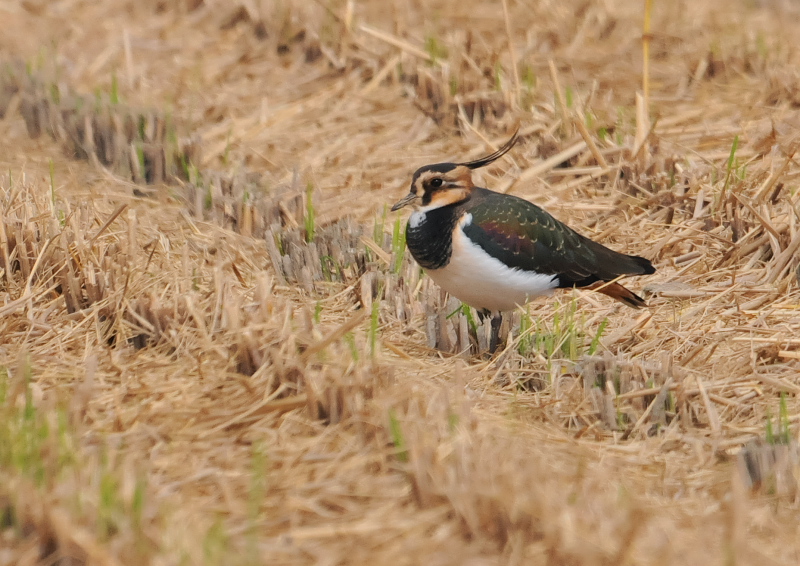 ^QiQ-1j@s@J@2016/10/31@Photo by Takase