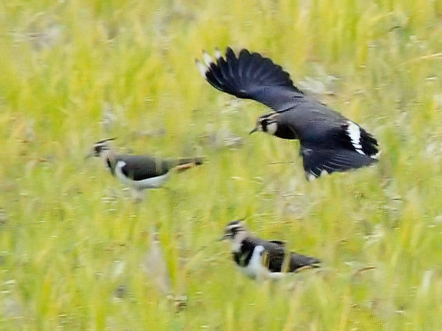 H ^Q̔p@@F{@2010/11/16@Photo by Kohyuh