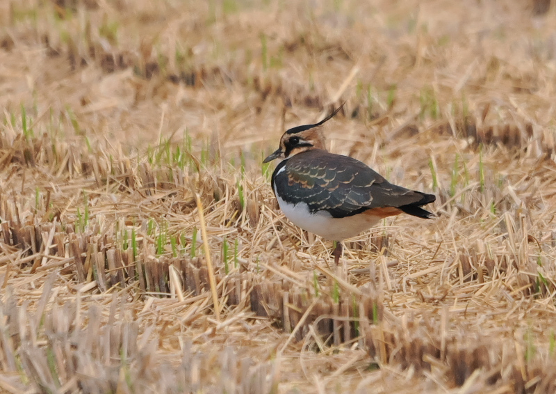 ^QiQ-2j@s@J@2016/10/31@Photo by Takase