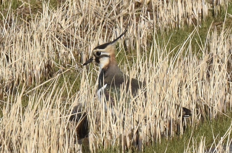 ^Q@iPO-2j@s@@2017/01/11@Photo by Hayashi