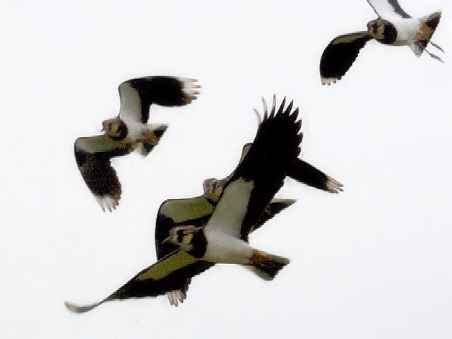 G ^Q̔p@@F{@2010/11/16@Photo by Kohyuh