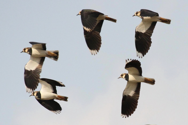 (12) ^Q̔p@s@2013/12/07@Photo by Manda