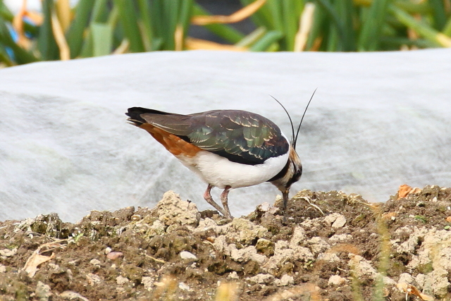 (16) ^Q@s@@2014/02/07@Photo by Manda