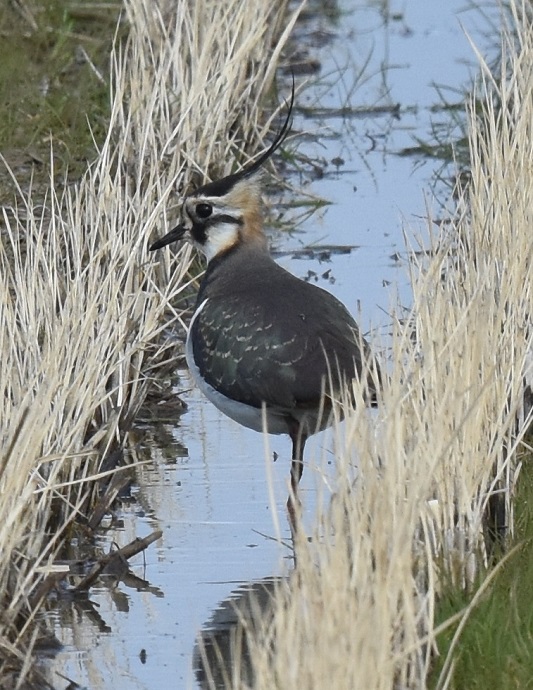 ^Q@iPO-3j@s@@2017/01/11@Photo by Hayashi