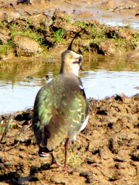 E ^Q@@s@䌧@2010/02/21@Photo by Kohyuh