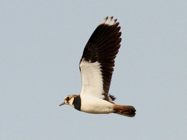 (13) ^Q̔p@s@2013/12/07@Photo by Manda